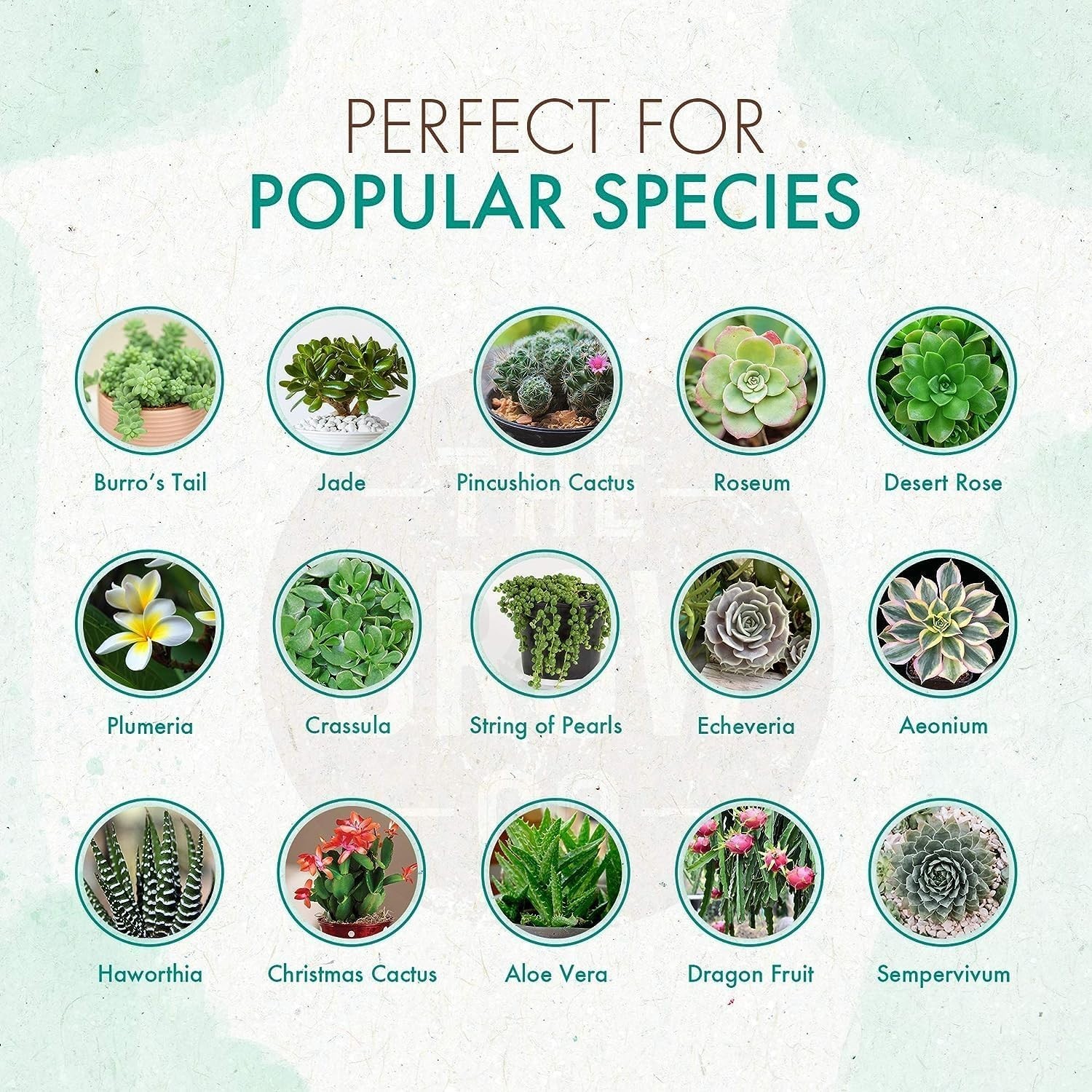 Succulents & Cactus Plant – Gentle Long Lasting Formula, Slow Release Fertilize