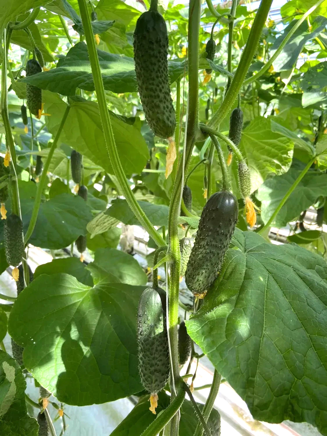 1000 Seeds Cucumber Ilonara F1 Илонара ORIGINAL Rijk Zwaan Dutch семена огурец