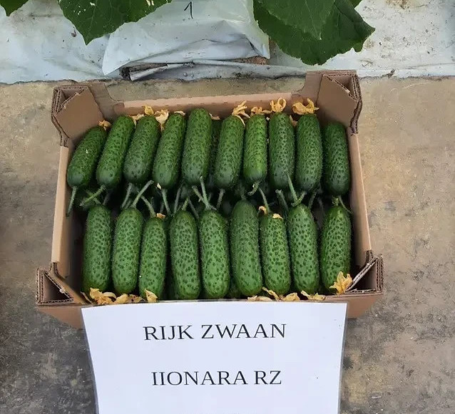 1000 Seeds Cucumber Ilonara F1 Илонара ORIGINAL Rijk Zwaan Dutch семена огурец