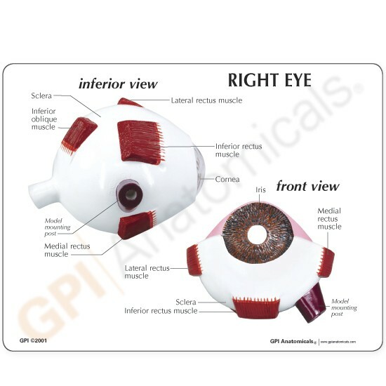 Eye Human Eye Anatomical Model w Key Card LFA # 2750 SEE VIDEO