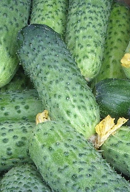100 Seeds cucumber GERMAN F1 Герман Holland Gherkin Cемена Огурец