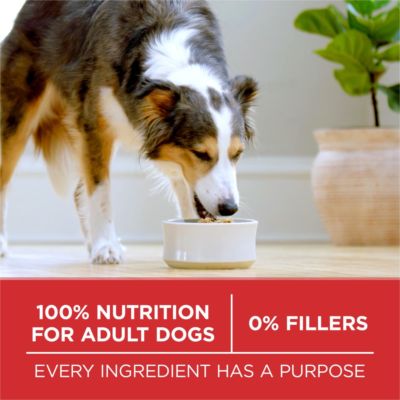 Purina ONE Dry Dog Food Lamb and Rice Formula – 40 lb. Bag