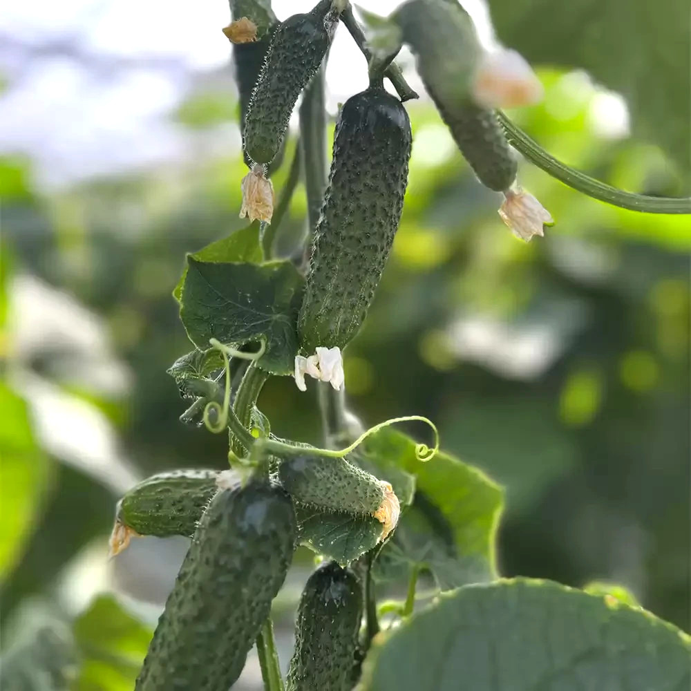 100 Seeds cucumber GERMAN F1 Герман Holland Gherkin Cемена Огурец