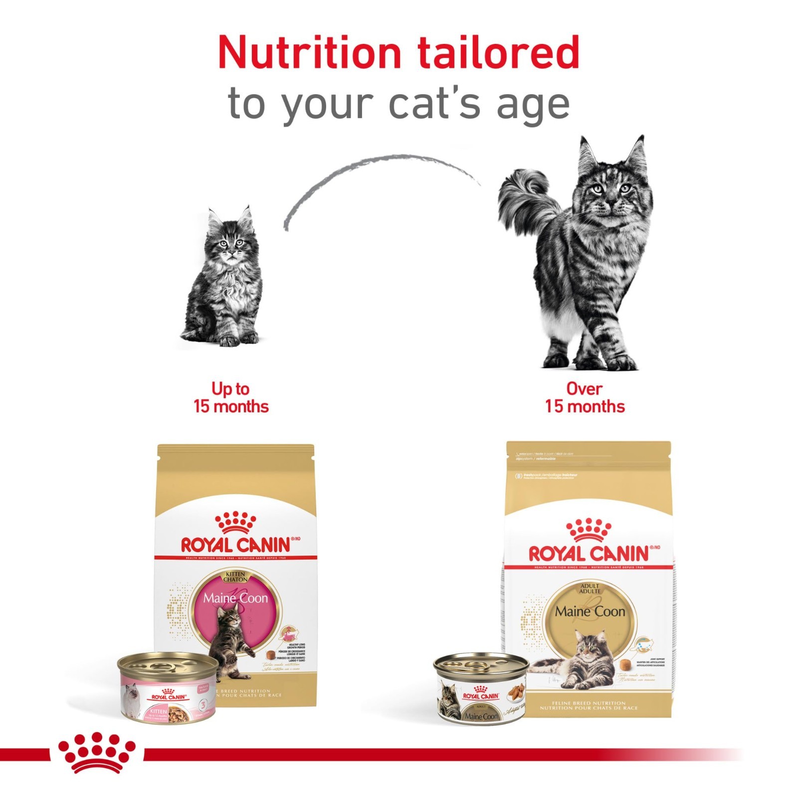 2 PACK Royal Canin Feline Breed Nutrition Maine Coon Kitten Dry Cat Food, 3 lb