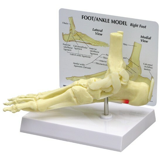 Foot Ankle w Plantar Fasciitis Anatomical Model GPI LFA #1980 SEE VIDEO