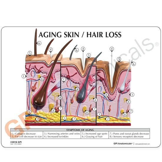 Aging Skin Hair Loss Anatomical Model GPI LFA #3900 SEE VIDEO