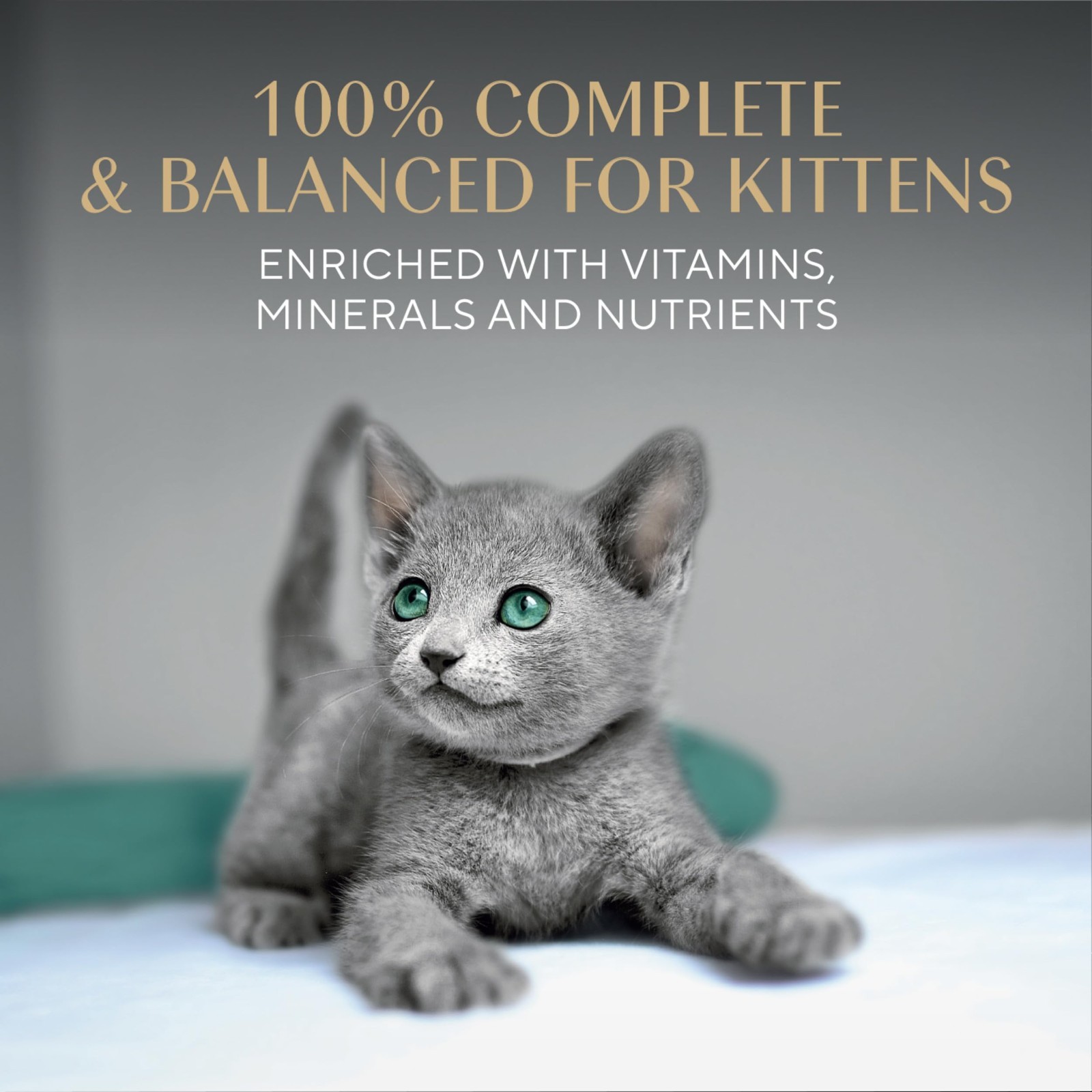2 Packs – Sheba Kitten Wet Cat Food – Chicken, Salmon, Turkey, 24 CT