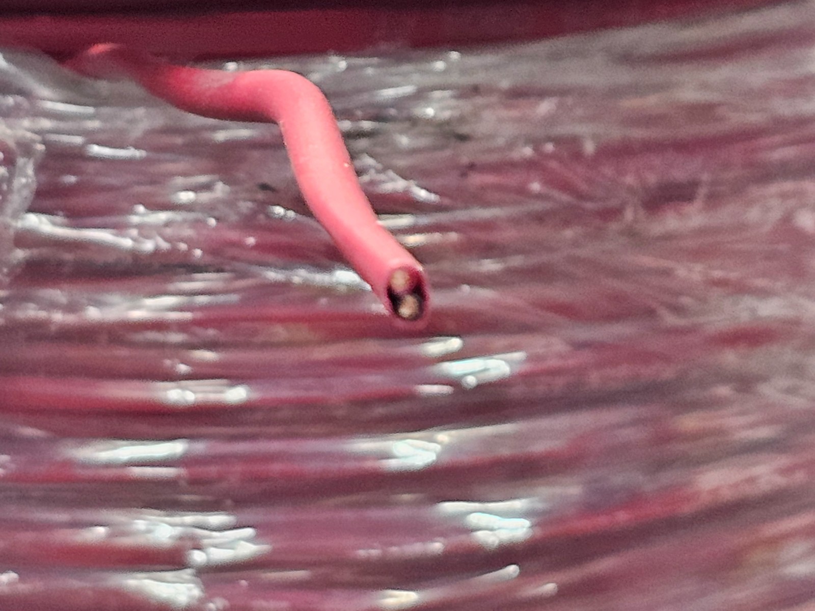 Prysmian Carol E3512S 16 AWG 2-Conductor 1000 ft Unshielded FLP Cable, Red