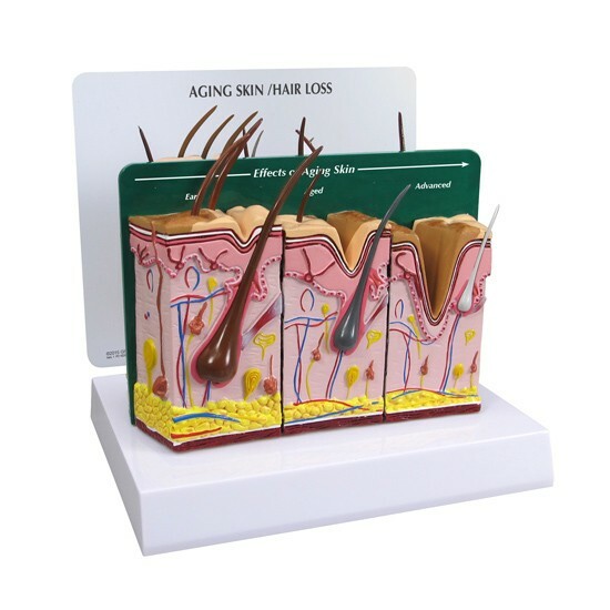 Aging Skin Hair Loss Anatomical Model GPI LFA #3900 SEE VIDEO