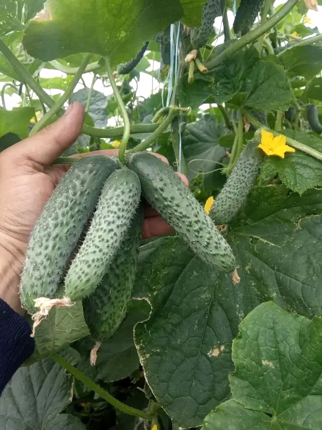 1000 Seeds Cucumber Ilonara F1 Илонара ORIGINAL Rijk Zwaan Dutch семена огурец