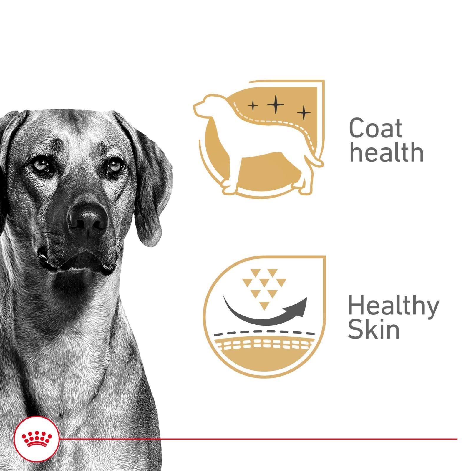 Royal Canin Canine Health Nutrition Adult In Gel Canned Dog Food, 13.5 oz, 24ct