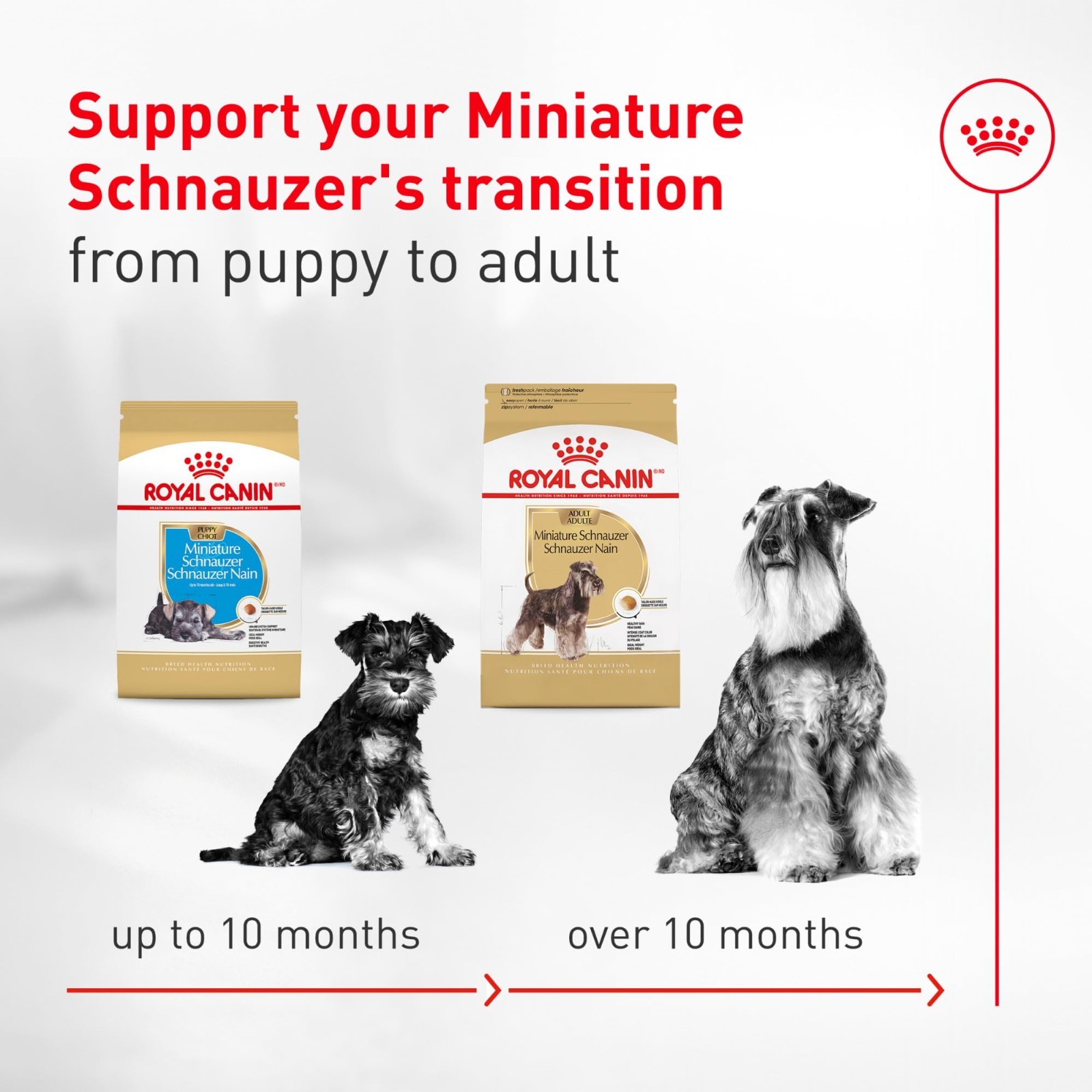 Royal Canin Breed Health Nutrition Miniature Schnauzer Adult Dry Dog Food, 10 lb