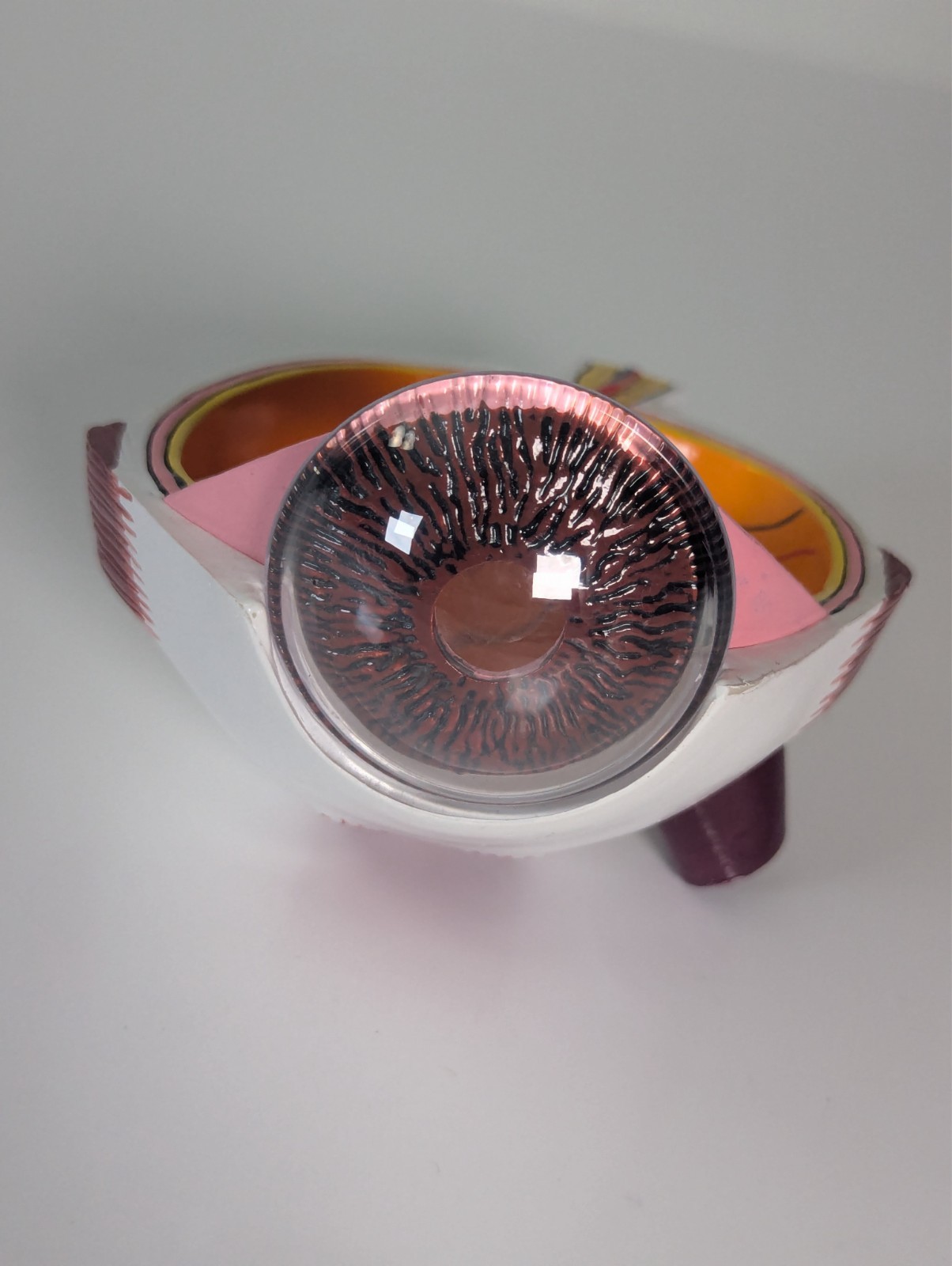 Vintage Eye Human Eye Anatomical Model (1994) New