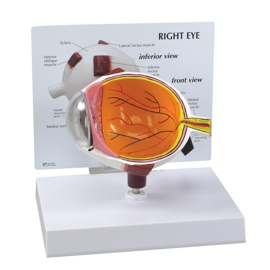 Eye Human Eye Anatomical Model w Key Card LFA # 2750 SEE VIDEO