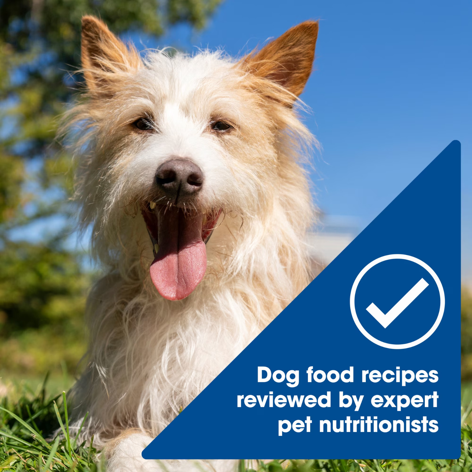 4 Pack Nature’s Recipe Chicken, Salmon & Turkey Wet Dog Food, 2.75 oz Cups 12Ct