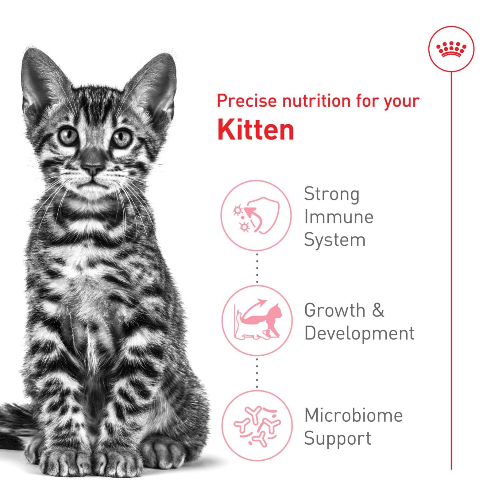2 PACK Royal Canin Feline Health Nutrition Spayed/Neutered Kitten Dry Cat, 2.5lb