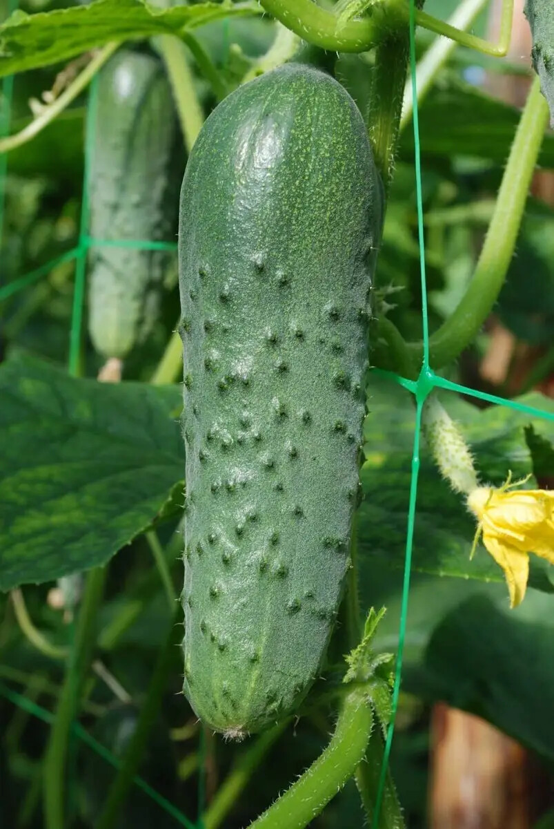 100 Seeds Маша cucumber Masha F1 Seminis Netherlands gherkin семена огурец
