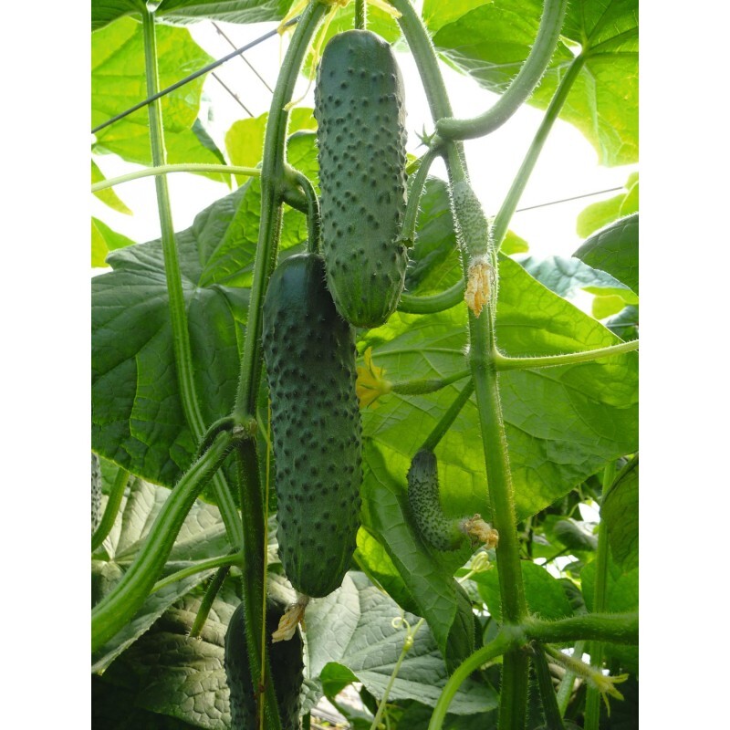 100 Cucumber Seeds Artist F1 Bejo Zaden Netherlands gherkin семена огурец
