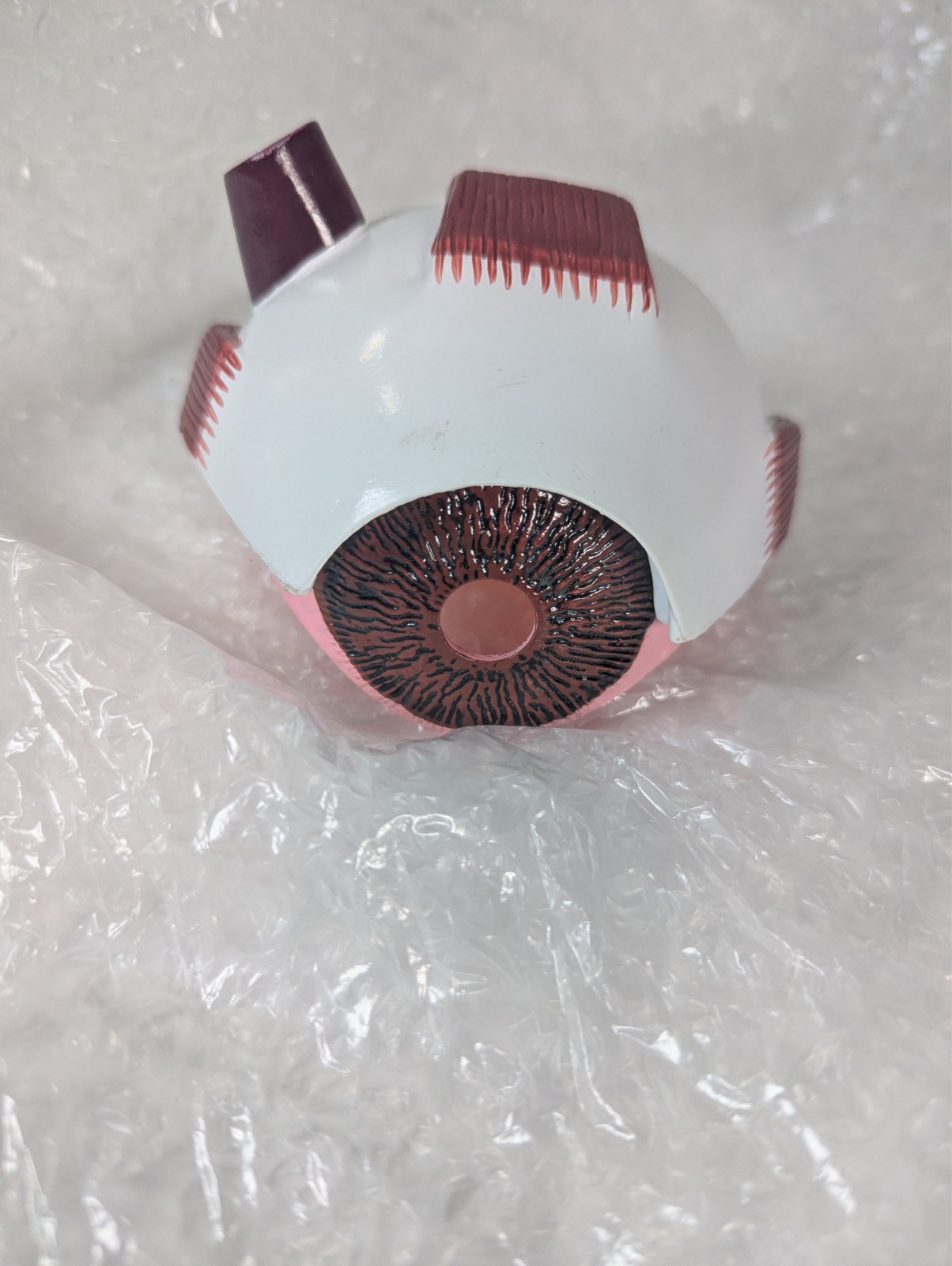 Vintage Eye Human Eye Anatomical Model (1994) New