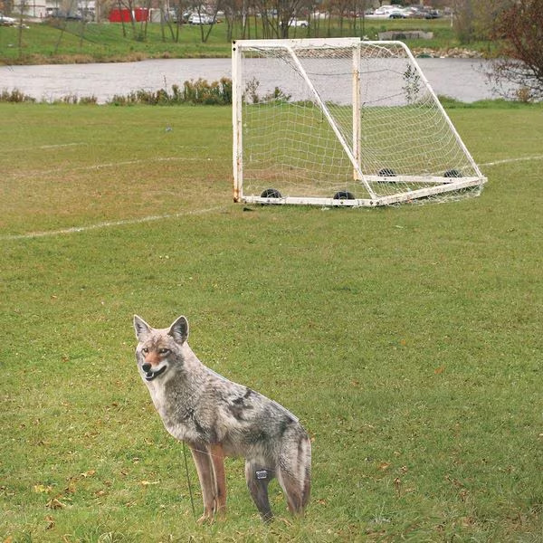 Bird-X 2D Coyote Decoy Bird Repeller Coraplast,2D COYOTE Animal Repellents