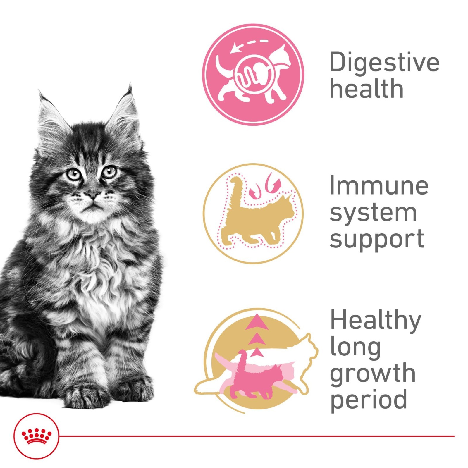 2 PACK Royal Canin Feline Breed Nutrition Maine Coon Kitten Dry Cat Food, 3 lb