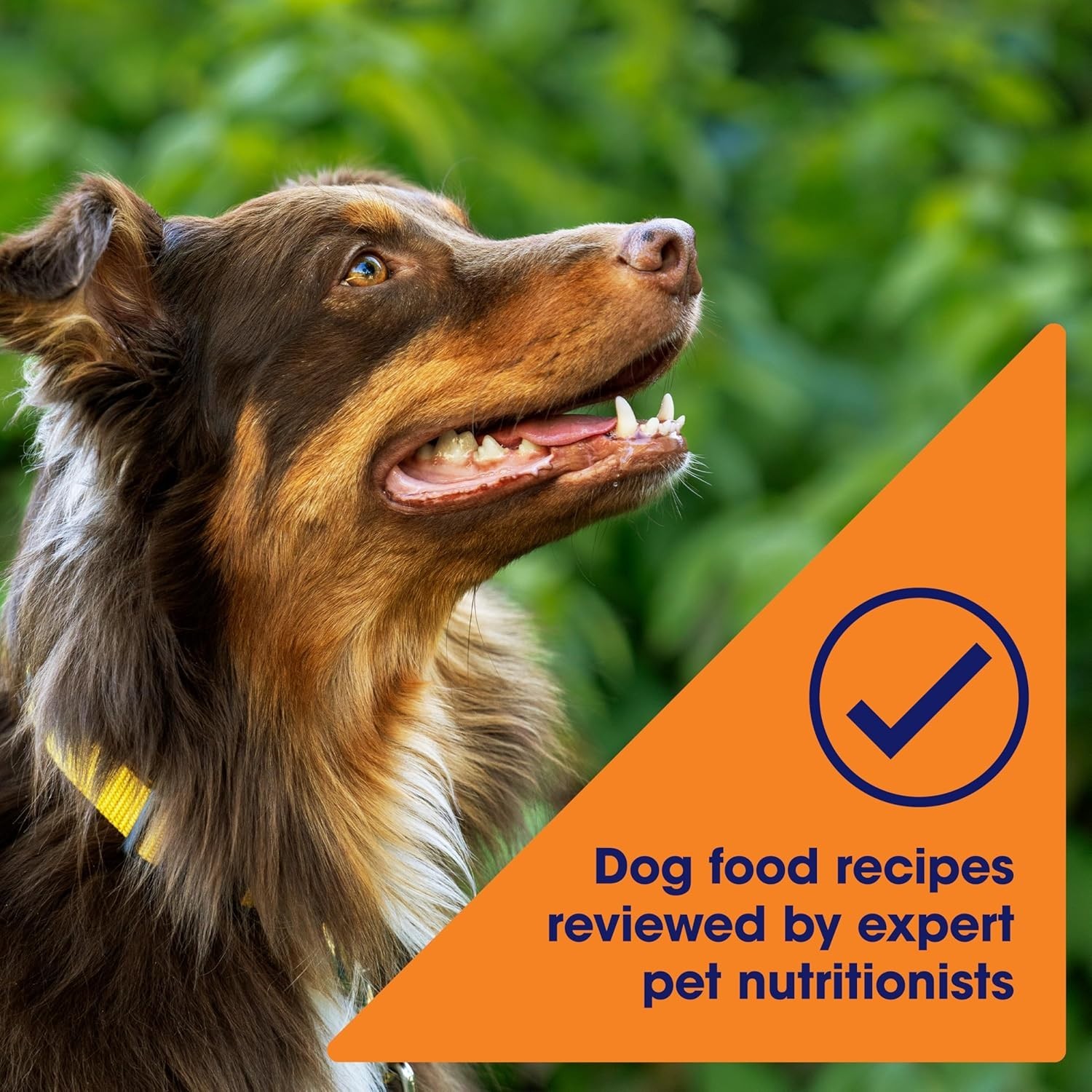 Nature’s Recipe Adult Dry Dog Food – Chicken, Sweet Potato, Pumpkin – 24 Lb. Bag