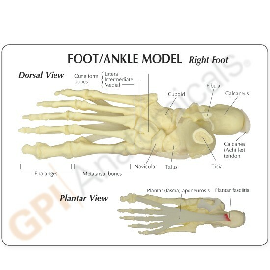 Foot Ankle w Plantar Fasciitis Anatomical Model GPI LFA #1980 SEE VIDEO