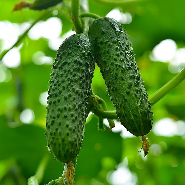 100 Seeds cucumber GERMAN F1 Герман Holland Gherkin Cемена Огурец