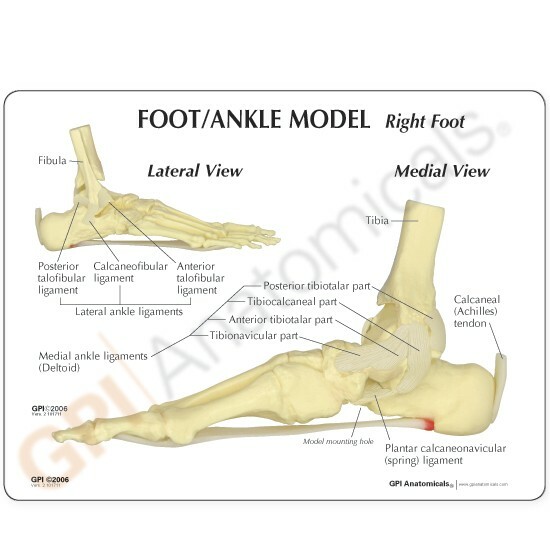 Foot Ankle w Plantar Fasciitis Anatomical Model GPI LFA #1980 SEE VIDEO