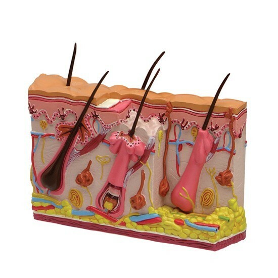 Aging Skin Hair Loss Anatomical Model GPI LFA #3900 SEE VIDEO