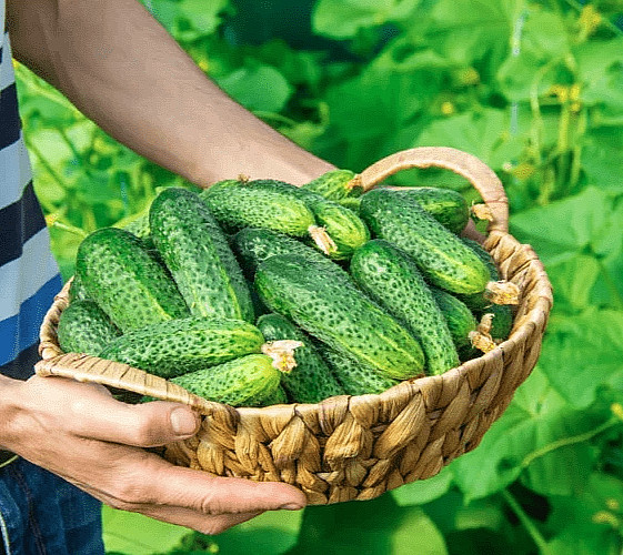 100 Seeds cucumber GERMAN F1 Герман Holland Gherkin Cемена Огурец