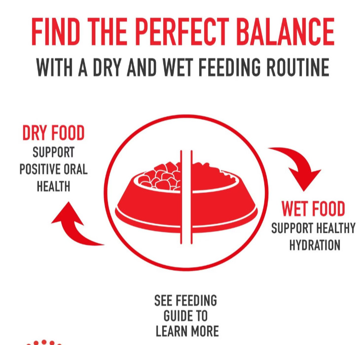 Royal Canin Breed Health Nutrition Yorkshire Terrier Adult Dry Dog Food, 10 lbs.