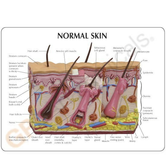 Aging Skin Hair Loss Anatomical Model GPI LFA #3900 SEE VIDEO