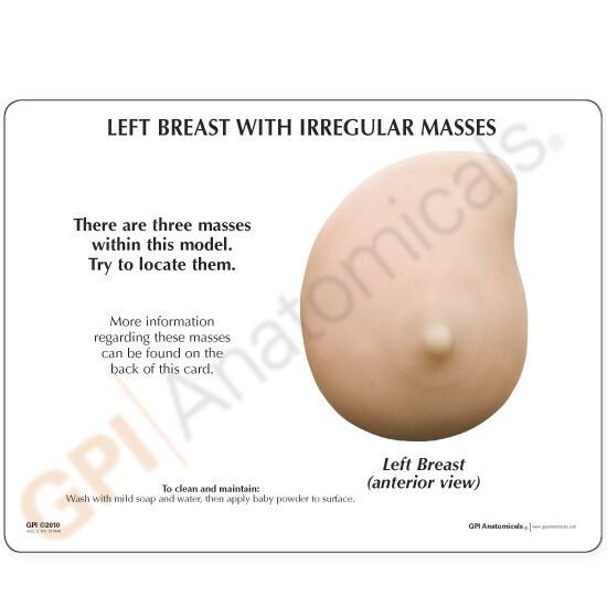 Breast Female Self Exam Soft w Masses Anatomical Model GPI LFA #3401 SEE VIDEO
