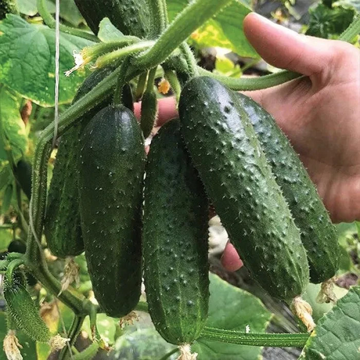 1000 Seeds Cucumber Ilonara F1 Илонара ORIGINAL Rijk Zwaan Dutch семена огурец