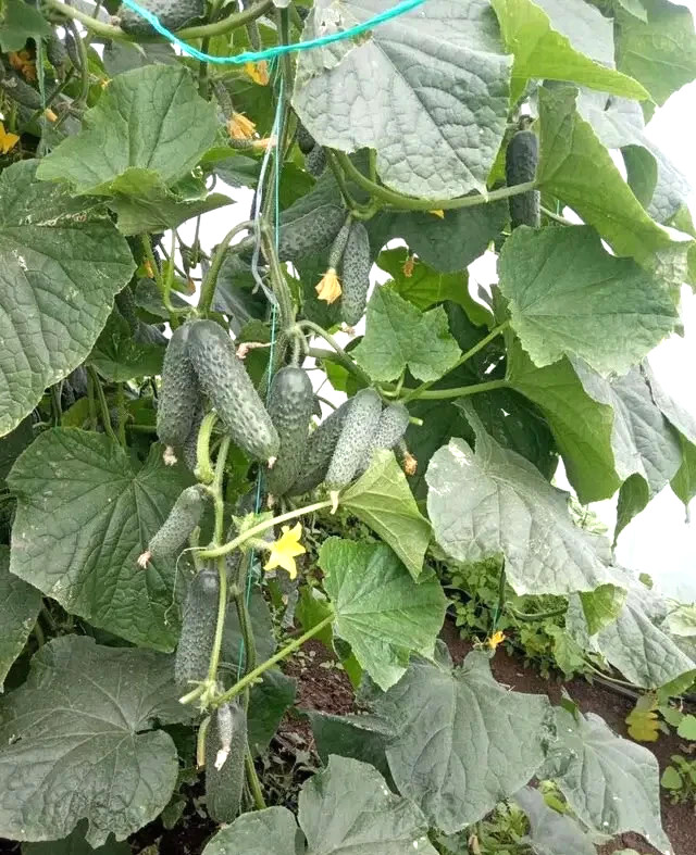 1000 Seeds Cucumber Ilonara F1 Илонара ORIGINAL Rijk Zwaan Dutch семена огурец