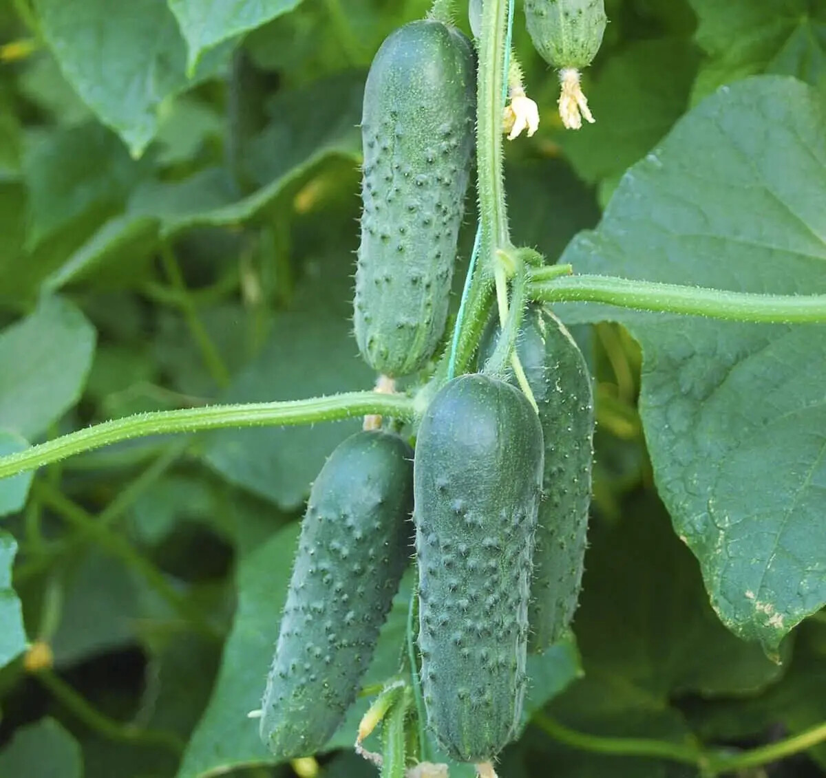 100 Seeds Маша cucumber Masha F1 Seminis Netherlands gherkin семена огурец