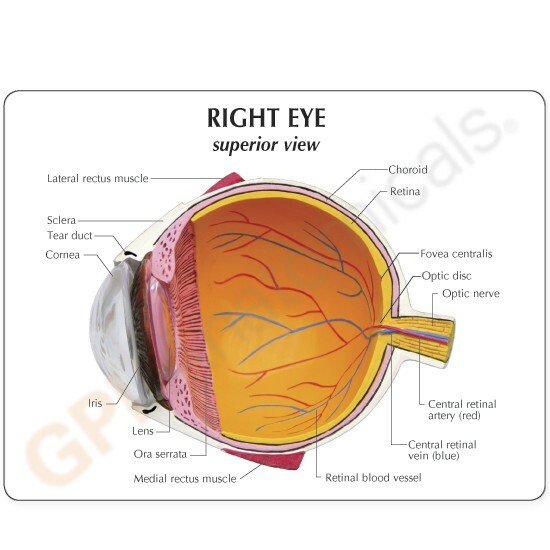 Eye Human Eye Anatomical Model w Key Card LFA # 2750 SEE VIDEO