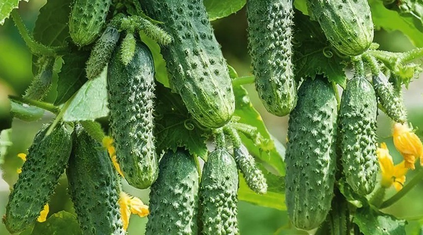 100 Seeds cucumber GERMAN F1 Герман Holland Gherkin Cемена Огурец