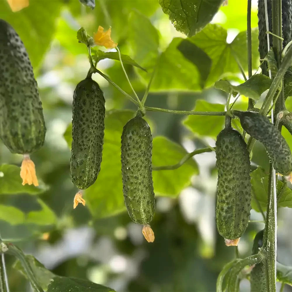 100 Seeds cucumber GERMAN F1 Герман Holland Gherkin Cемена Огурец