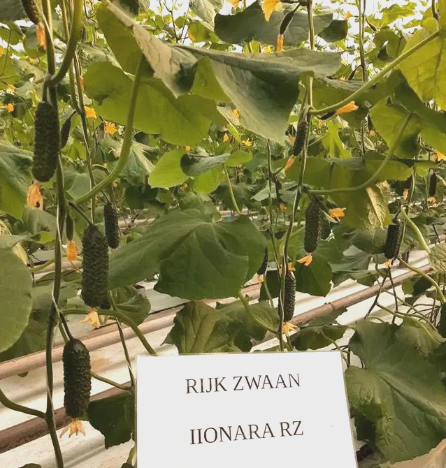1000 Seeds Cucumber Ilonara F1 Илонара ORIGINAL Rijk Zwaan Dutch семена огурец