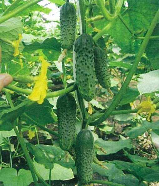 100 Seeds Маша cucumber Masha F1 Seminis Netherlands gherkin семена огурец