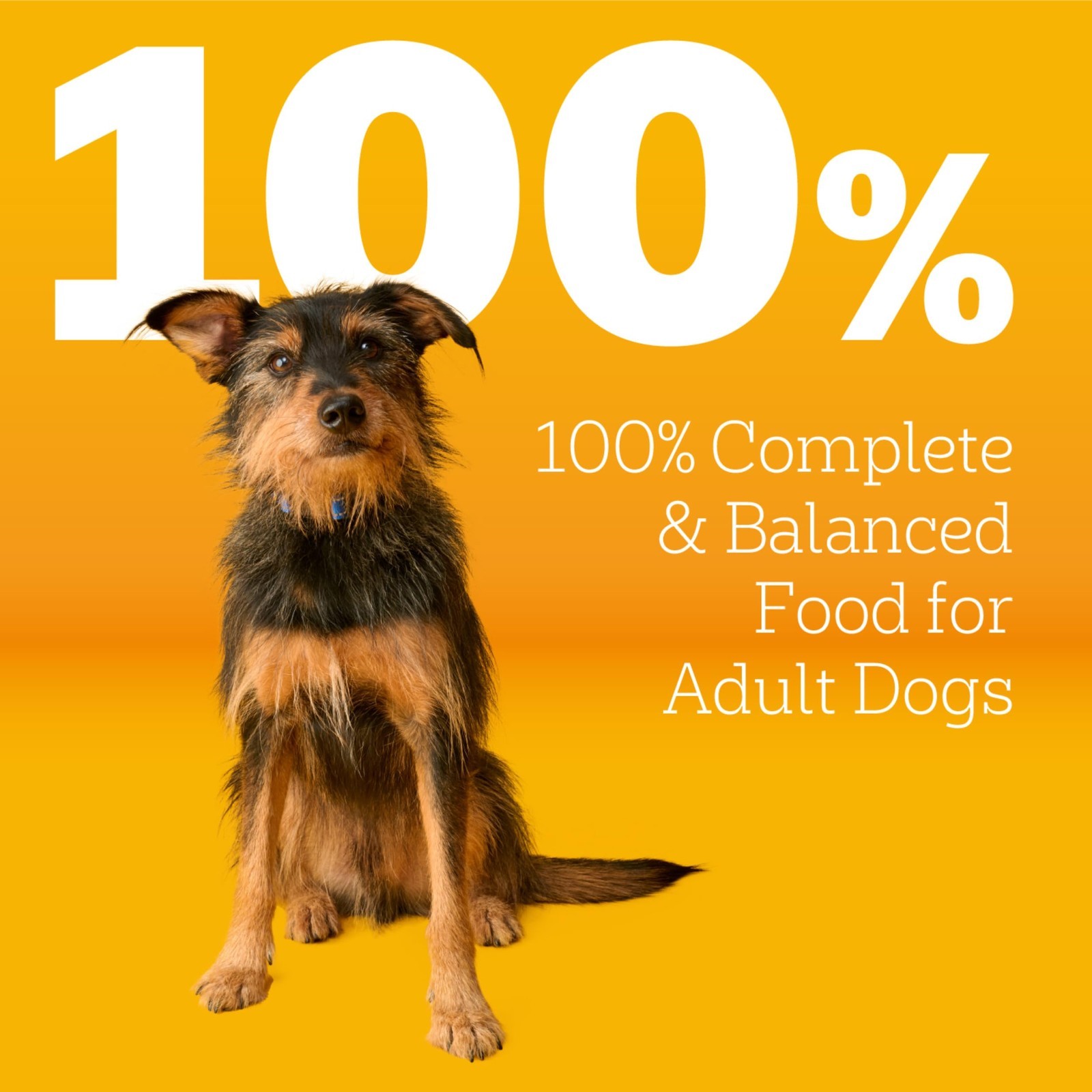 3 PACK Pedigree Adult Dry Dog Food, Roasted Chicken & Vegetable, 18 lb