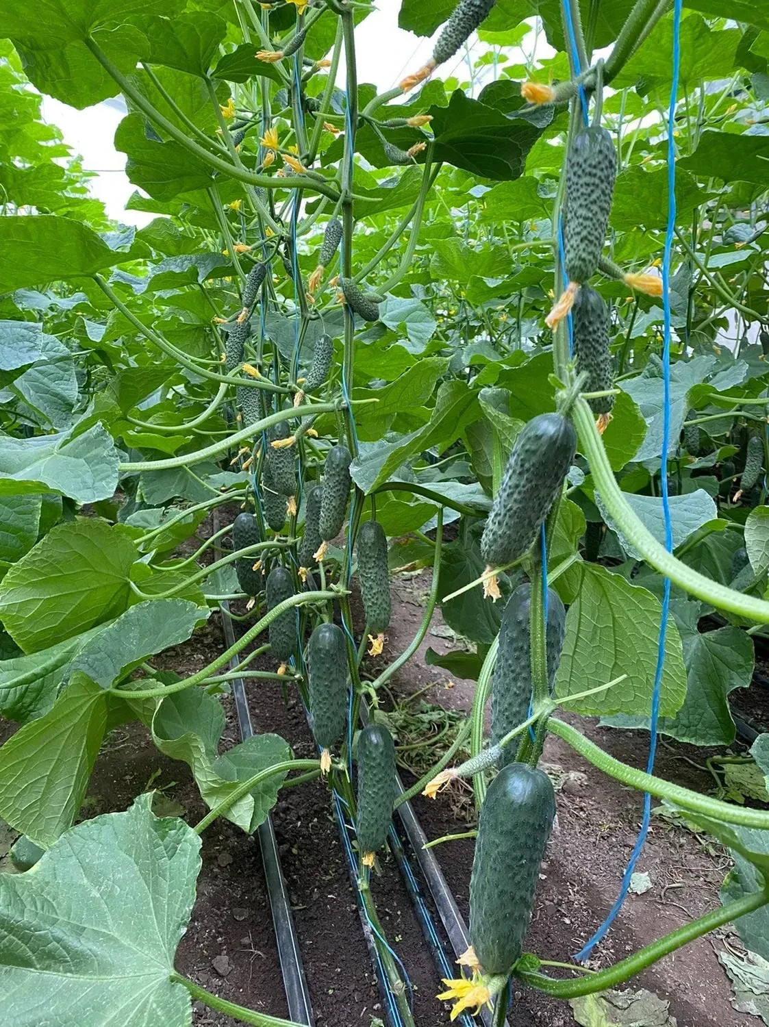 1000 Seeds Cucumber Ilonara F1 Илонара ORIGINAL Rijk Zwaan Dutch семена огурец