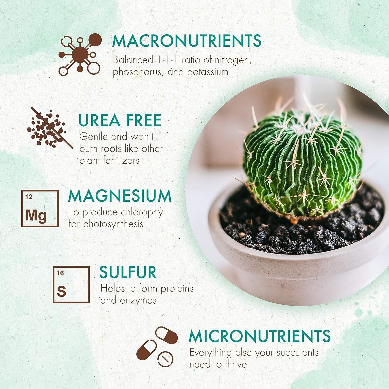 Succulents & Cactus Plant – Gentle Long Lasting Formula, Slow Release Fertilize