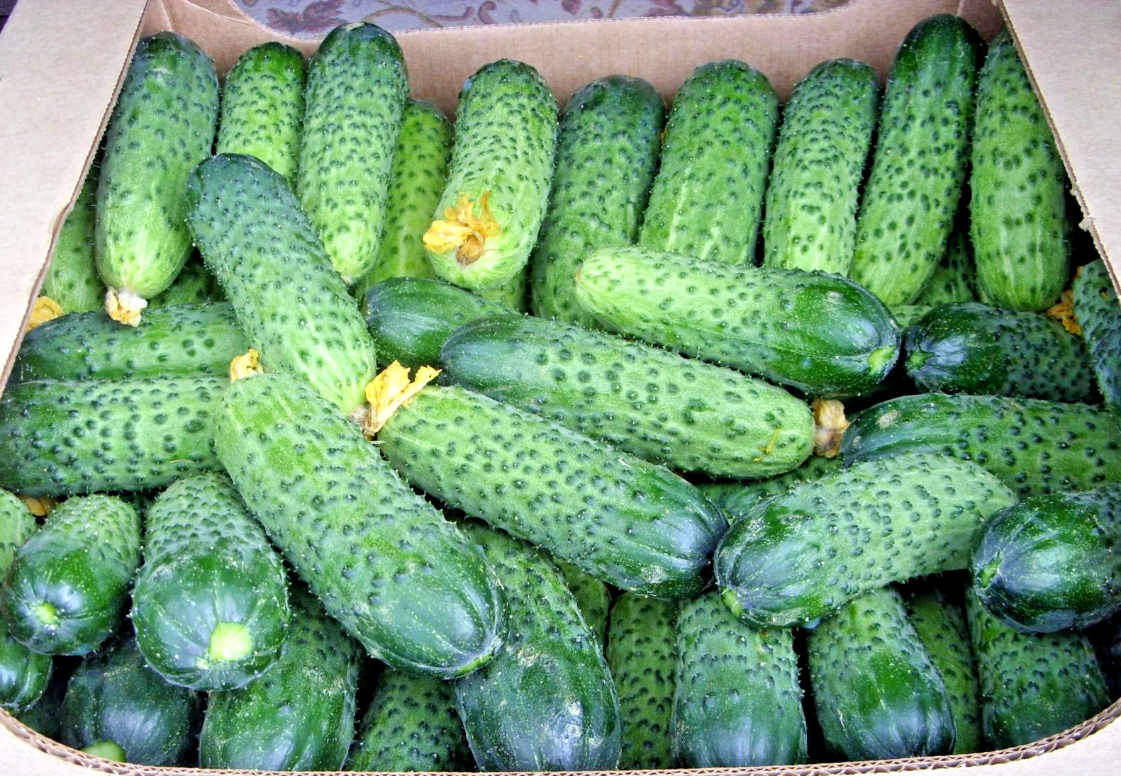 100 Seeds cucumber GERMAN F1 Герман Holland Gherkin Cемена Огурец
