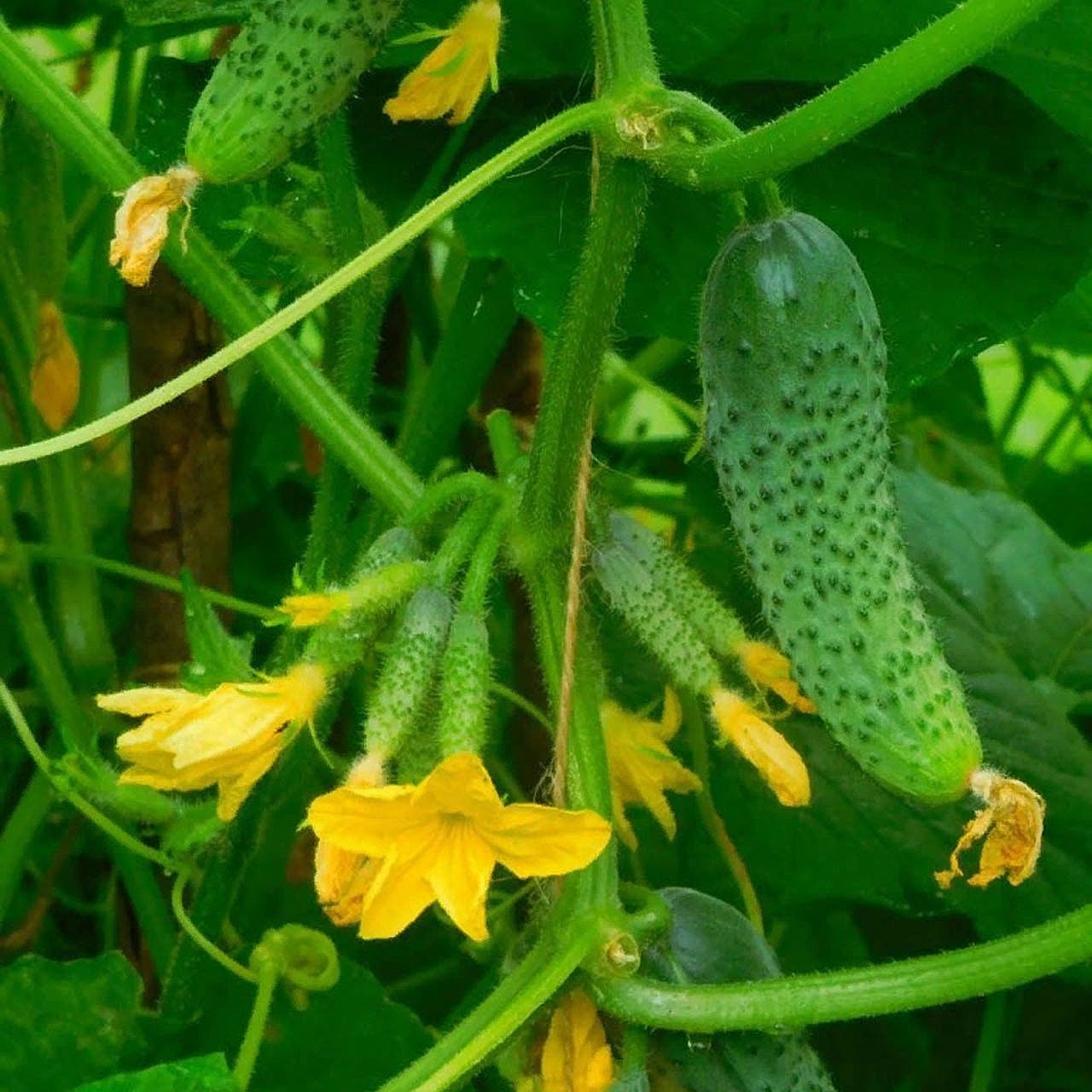 100 Seeds cucumber GERMAN F1 Герман Holland Gherkin Cемена Огурец