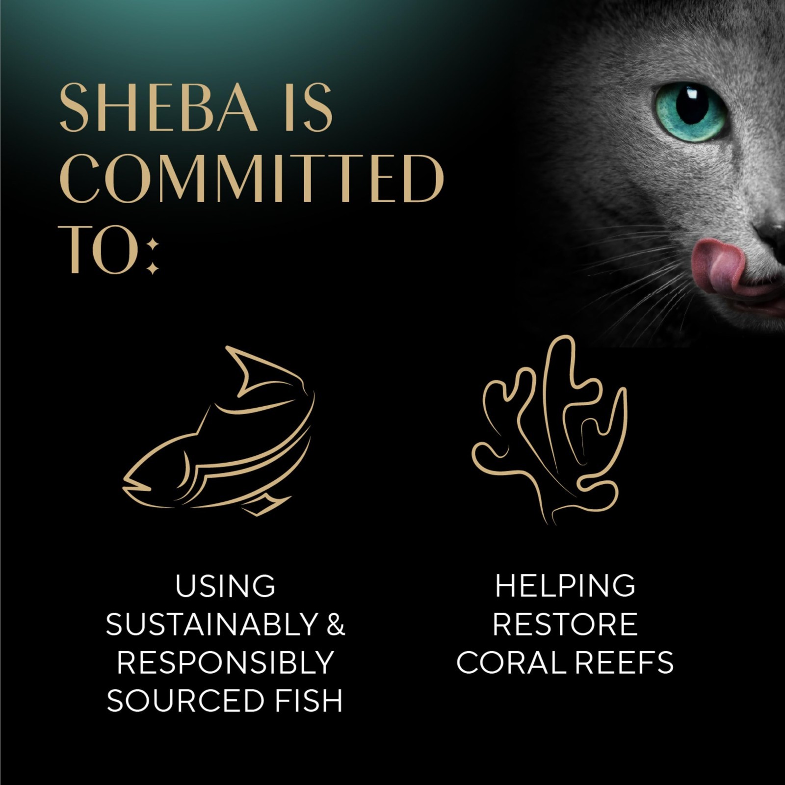 2 Packs – Sheba Kitten Wet Cat Food – Chicken, Salmon, Turkey, 24 CT