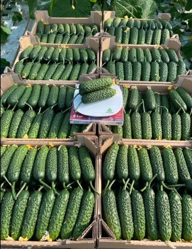1000 Seeds Cucumber Ilonara F1 Илонара ORIGINAL Rijk Zwaan Dutch семена огурец