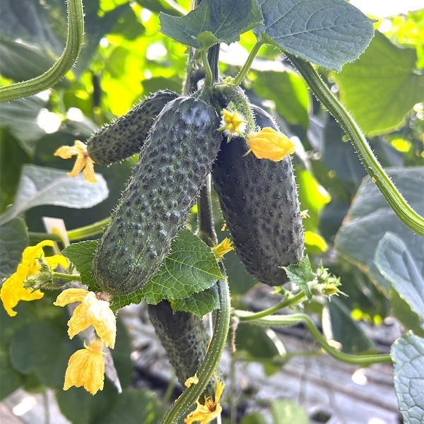 100 Seeds cucumber GERMAN F1 Герман Holland Gherkin Cемена Огурец